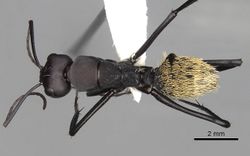 Camponotus fulvopilosus casent0280306 d 1 high.jpg
