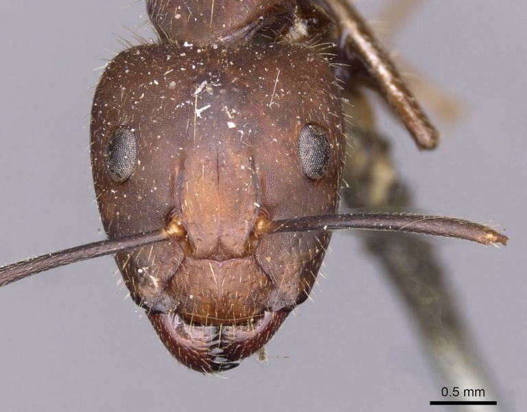 File:Camponotus nicobarensis casent0910158 h 1 high.jpg