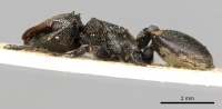 Cephalotes multispinosus P casent0900241.jpg