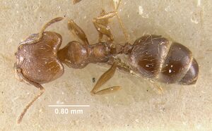 MCZ-ENT00009131 Pheidole sciophila had.jpg