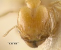 MCZ-ENT00020760 Pheidole terresi hef.jpg