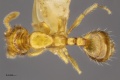 MCZ-ENT00520509 Monomorium sp11 had.jpg