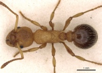 Myrmica bibikoffi D casent0900283.jpg