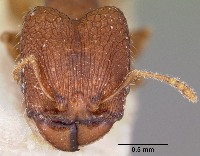 File:Pheidole annemariae casent0101688 head 1.jpg