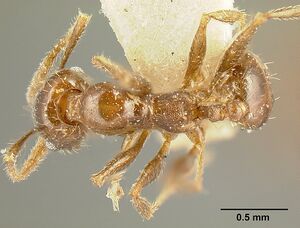 Pheidole maja jtlc000015319 dorsal 1.jpg