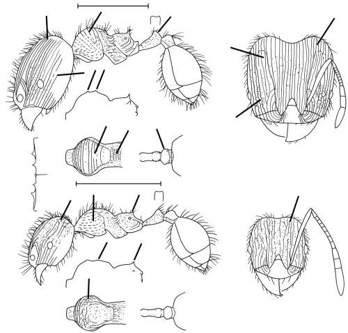 Pheidole mittermeieri Wilson 2003.jpg