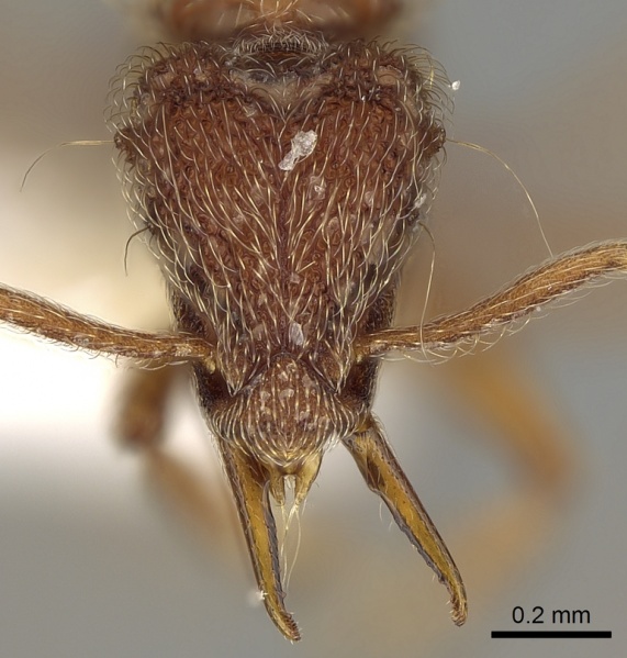 File:Strumigenys lasia casent0280698 h 1 high.jpg