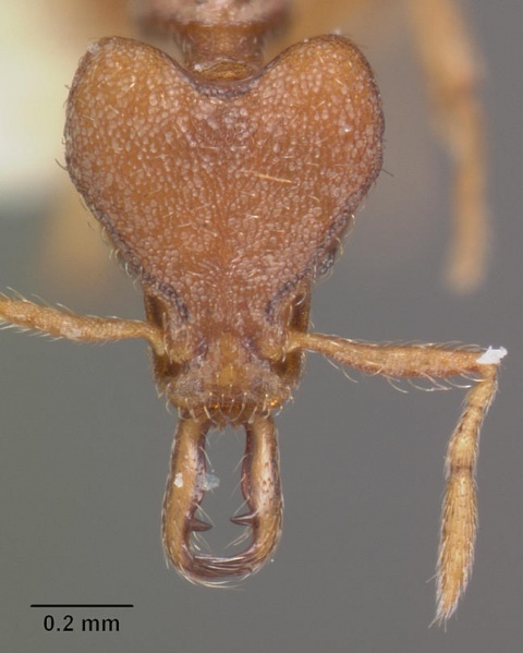 File:Strumigenys ulteria casent0102566 head 1.jpg