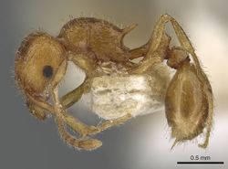 Tetramorium fergusoni casent0901104 p 1 high.jpg