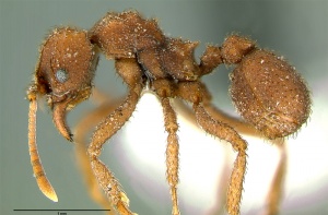 Trachymyrmex pomonae key 8b.jpg