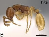 Aenictus hitai NHMUK012849306 F34b.jpg