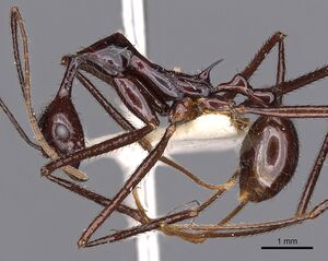 Aphaenogaster dromedaria casent0900422 p 1 high.jpg