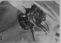 Baroni Urbani 1980b-6Trachymyrmex-primaevus.jpg