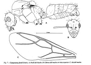 Camponotus-foreli-Male.jpg