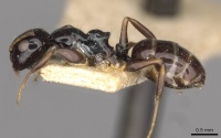 Camponotus aurelianus casent0910598 p 1 high.jpg