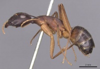 Camponotus fellah casent0905293 p 1 high.jpg