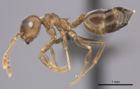 Crematogaster amita casent0235872 p 1 high.jpg