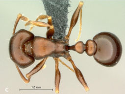 Mbanyana taxonomy 2013-37Fig21C.jpg