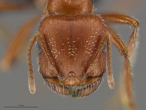 Mcz-ent00668688 Pogonomyrmex californicus hef.jpg