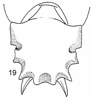 Meranoplus tricuspidatus pm.jpg