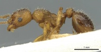 Myrmica constricta casent0913076 p 1 high.jpg