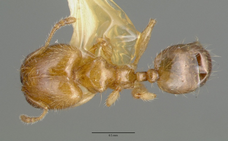 File:Pheidole gambogia castype06940-01 dorsal 1.jpg