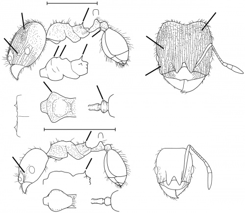 Pheidole metallescens Wilson 2003.jpg