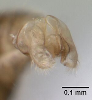 Pheidole mosenopsis casent0178038 profile 3.jpg