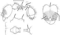 Pheidole sarpedon Wilson 2003.jpg