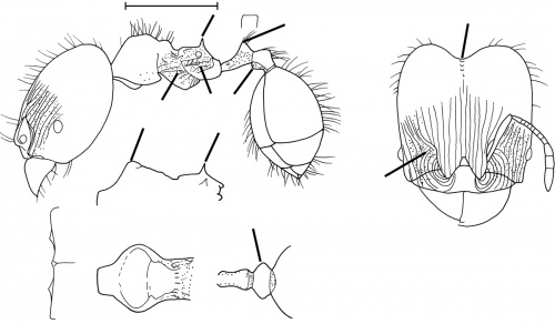 Pheidole sarpedon Wilson 2003.jpg