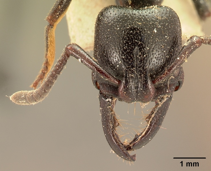 File:Plectroctena gestroi casent0102134 head 1.jpg