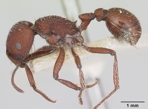 Pogonomyrmex vermiculatus casent0173349 profile 1.jpg