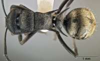 Polyrhachis mjobergi top.jpg