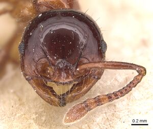 Pristomyrmex lucidus casent0904698 h 1 high.jpg