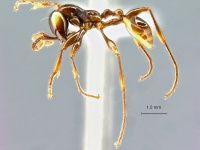 Aenictus-pfeifferi-lateral-am-lg.jpg