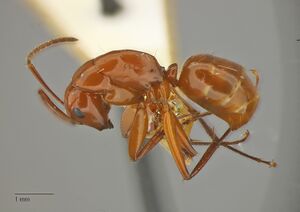 Camponotus-schaefferi hal 1-25x.jpg