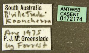 Camponotus aurocinctus casent0172174 label 1.jpg