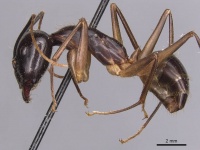 Camponotus hastifer casent0905247 p 1 high.jpg