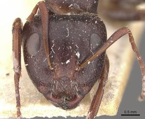 Camponotus olivieri casent0910489 h 1 high.jpg