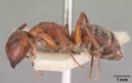 Camponotus robecchii troglodytes casent0102312 profile 1.jpg
