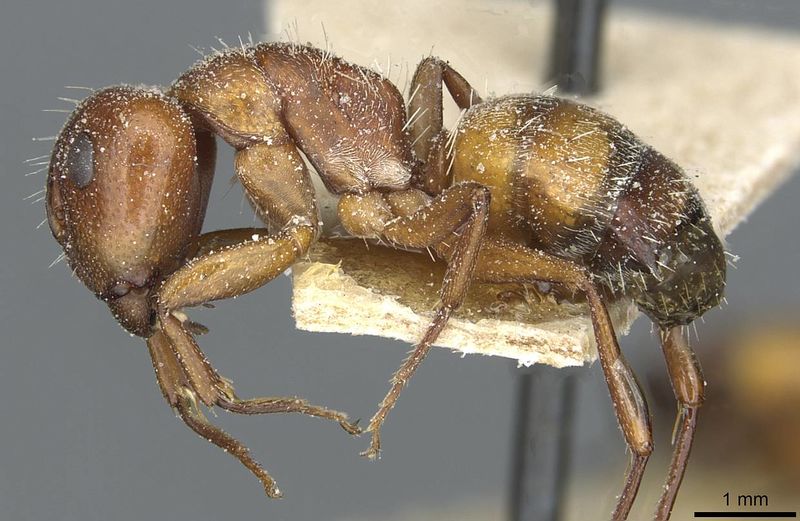 File:Camponotus robecchii troglodytes casent0911859 p 1 high.jpg