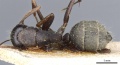 Camponotus rufoglaucus casent0905360 d 1 high.jpg