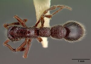 Cerapachys centurio castype12081-02 dorsal 1.jpg