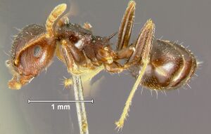 Crematogaster--rogenhoferiL.jpg