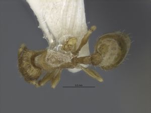 MCZ-29051 Temnothorax pinetorum syntype top.jpg