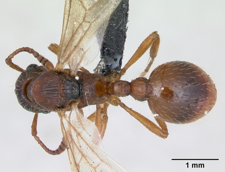 File:Myrmica rubra casent0173172 dorsal 1.jpg