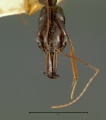 Odontomachus-papuanusH1.25x.jpg
