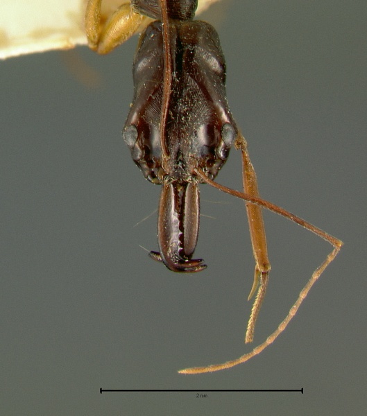 File:Odontomachus-papuanusH1.25x.jpg