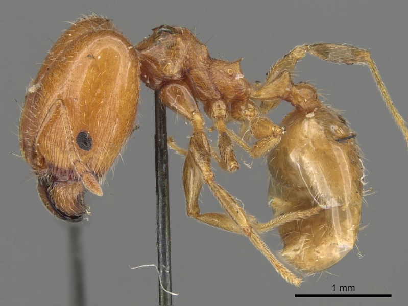 File:Pheidole capensis casent0901307 p 1 high.jpg