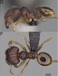 Pheidole midongy F45 d f.jpg